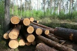 О вырубке лесозащитных насаждения
