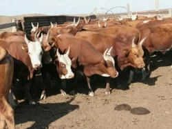 Республика примет съезд заводчиков калмыцкого скота